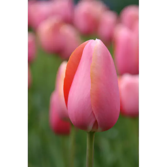 Tulip- Menton