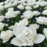 Tulip- Mount Tacoma