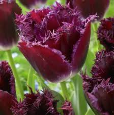 Tulip- Purple Crystal
