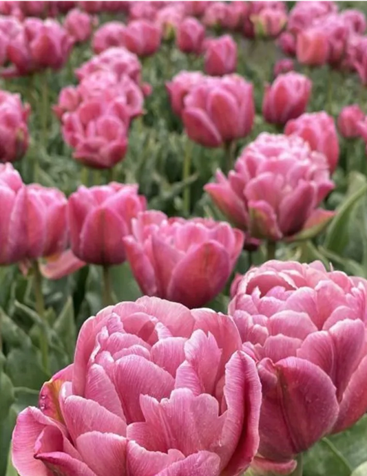 Tulip- Beach Berry
