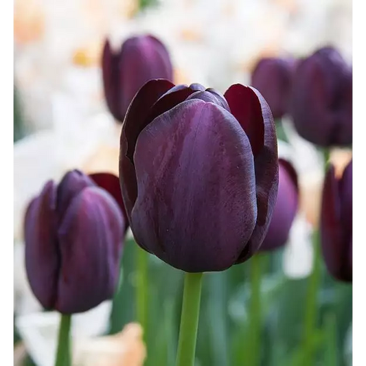 Tulip- Queen of Night