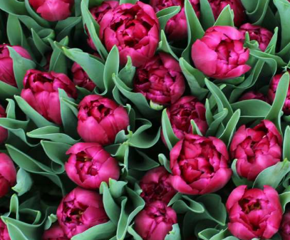 Tulip- World Bowl