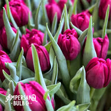 Tulip- World Bowl
