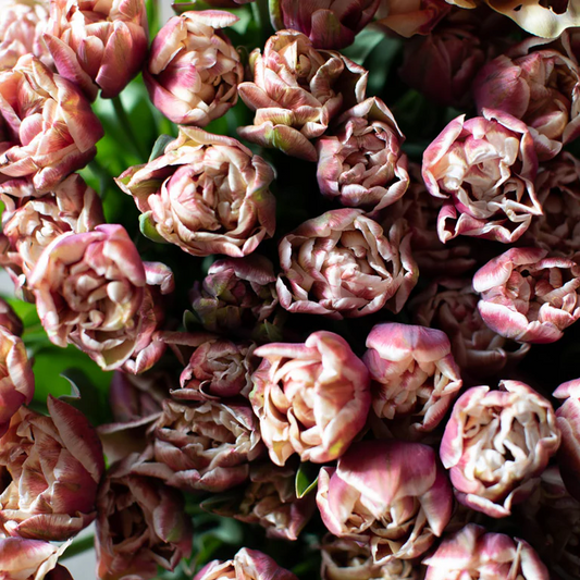 Tulip- Wyndham