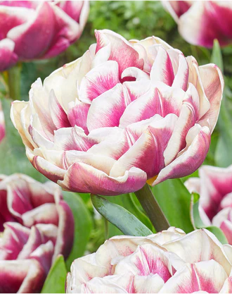 Tulip- Wyndham