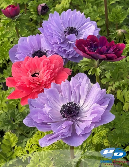Anemone- Levante Mix
