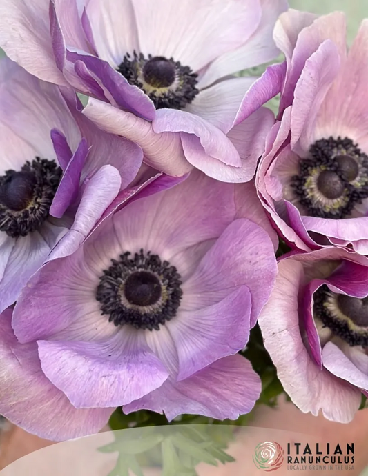 Anemone- Mistral Plus Rarity