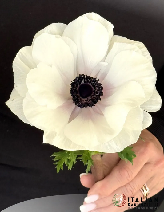 Anemone- Mistral Plus Bianco Centro