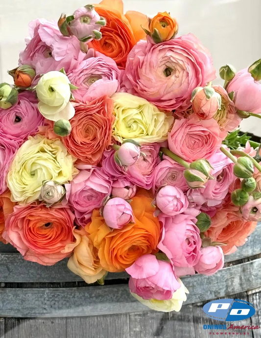 Ranunculus- Elegance La Dolce Vita
