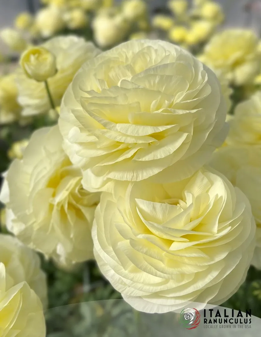 Ranunculus- Elegance Crema
