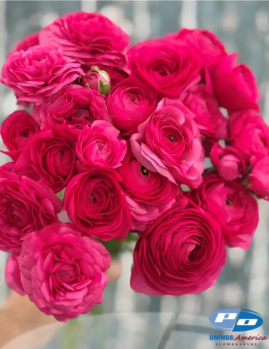 Ranunculus- Elegance Hot Pink Ciclamino