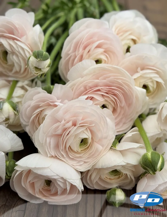 Ranunculus- Cloni Success Hanoi