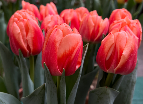 Tulip- Bed of Roses