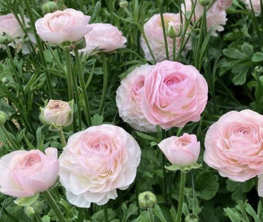 Romance Seine Ranunculus