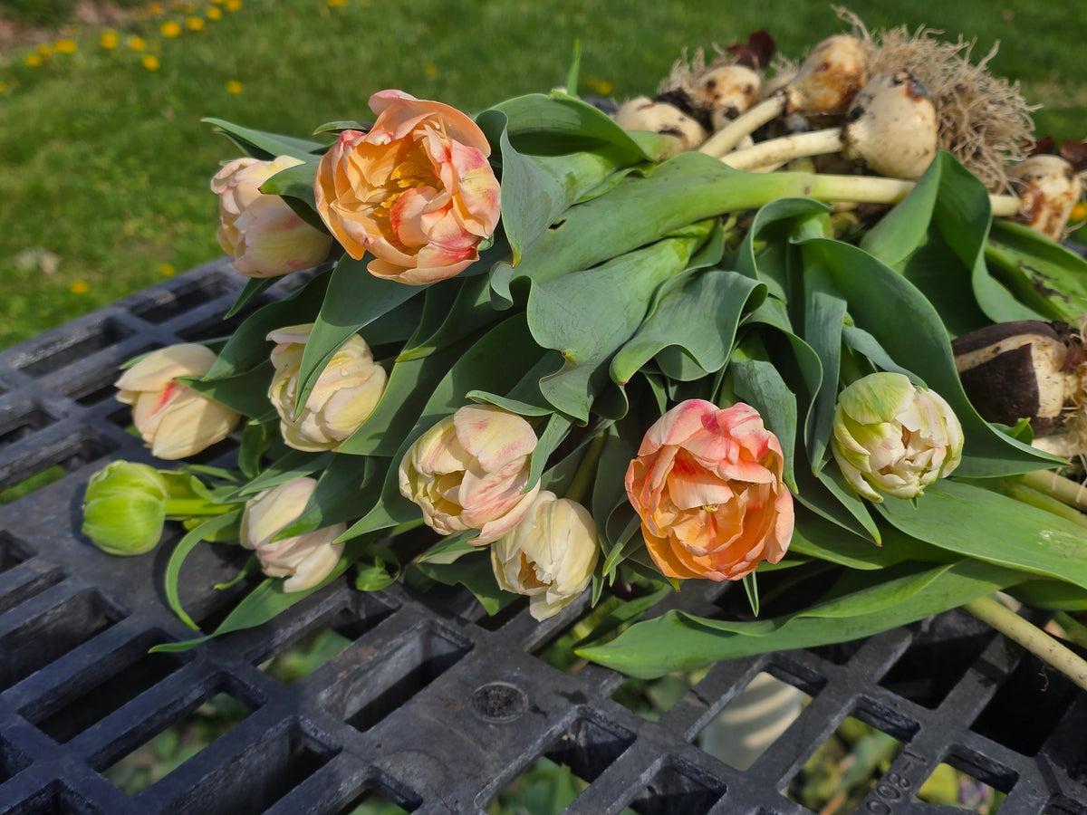 Bed of Roses Tulip Bulbs