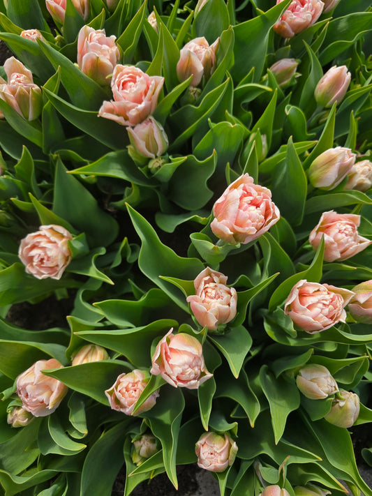 Dreamer Tulip Bulbs
