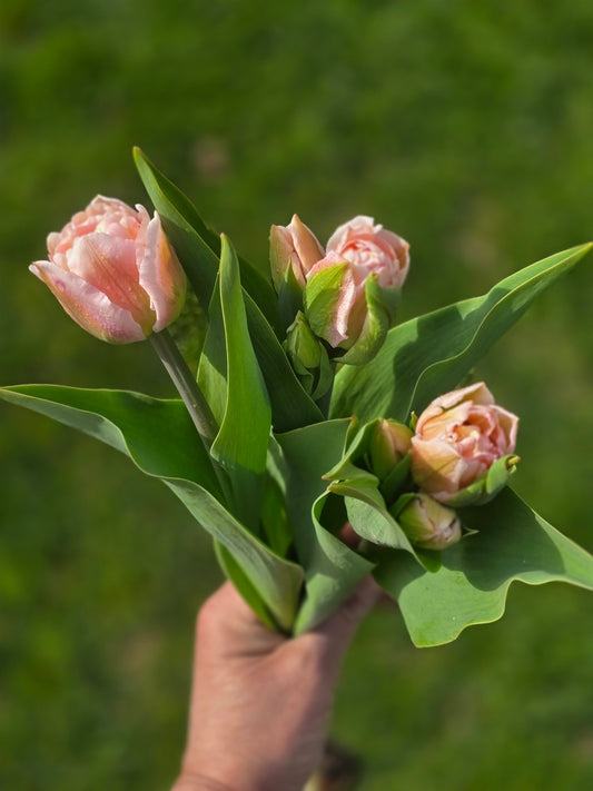 Dreamer Tulip Bulbs