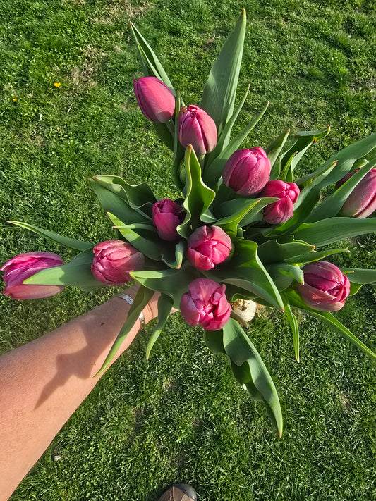 Margarita Tulip Bulbs