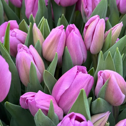 Alibi Tulip Bulbs