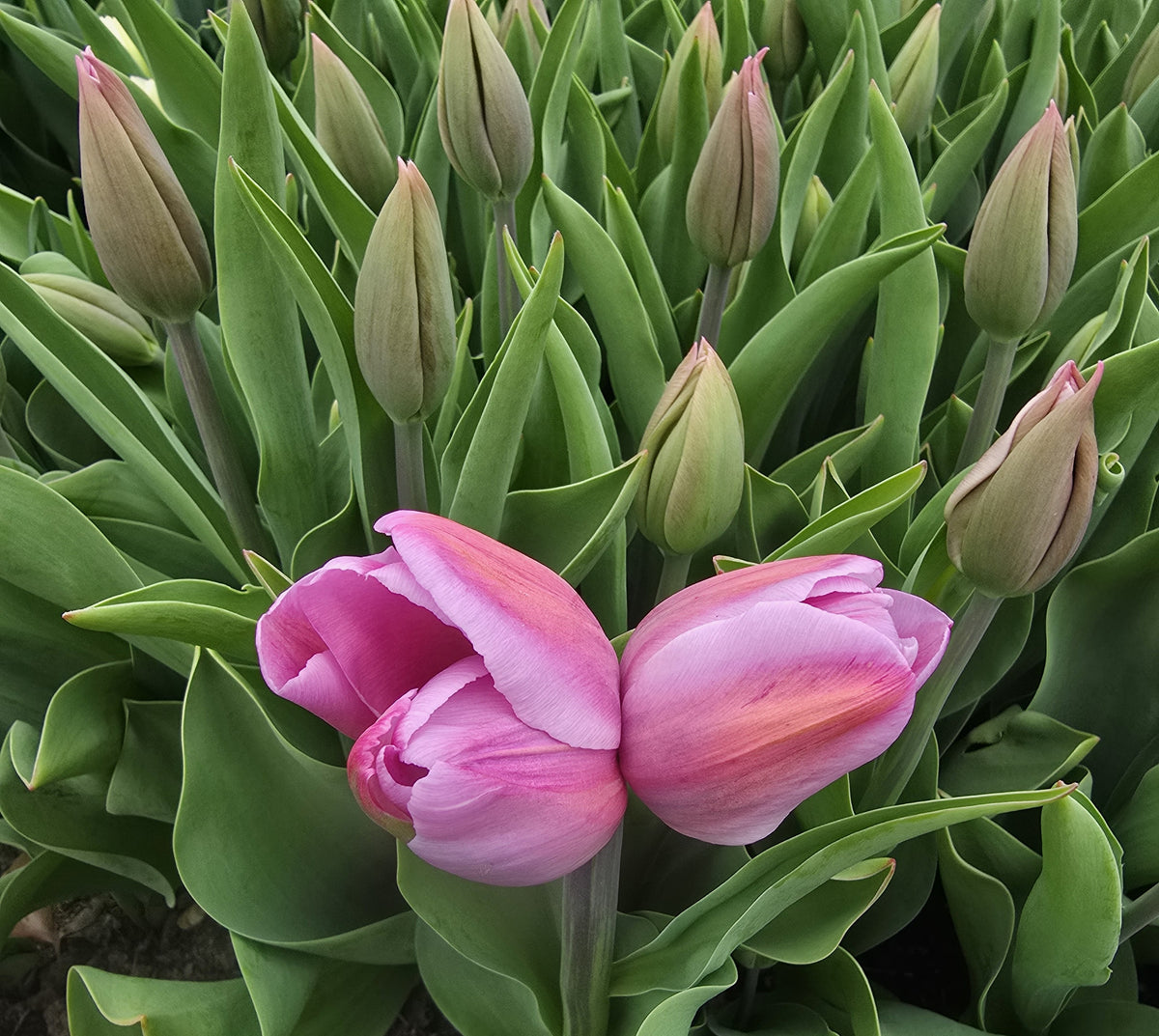 Alibi Tulip Bulbs