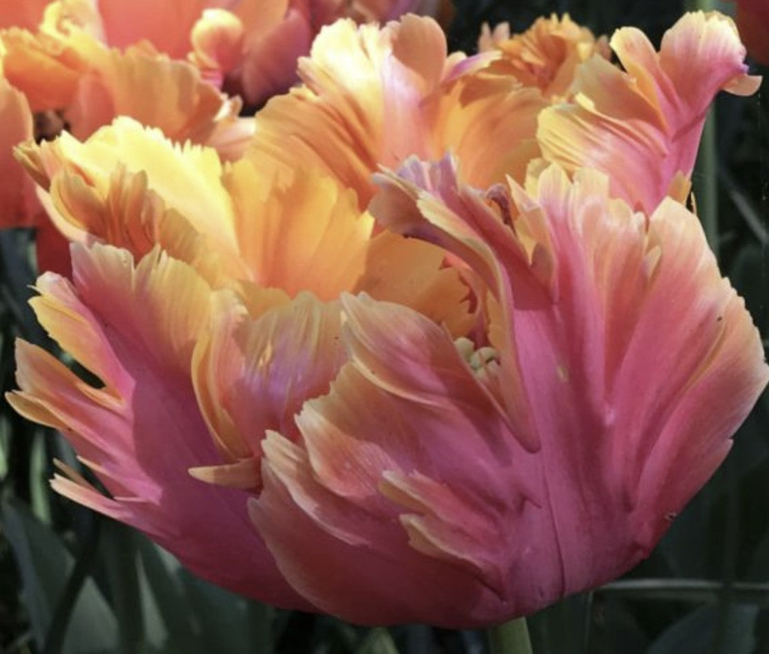 Amazing Parrot Tulip Bulbs