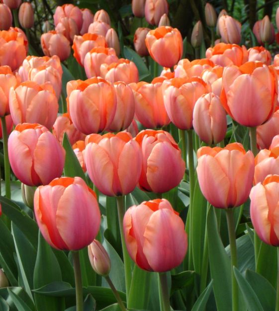 Apricot Impression Tulip Bulbs