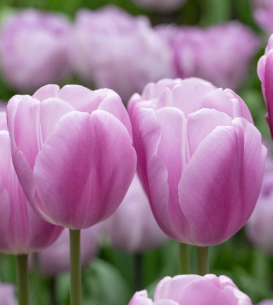 Argos Tulip Bulbs