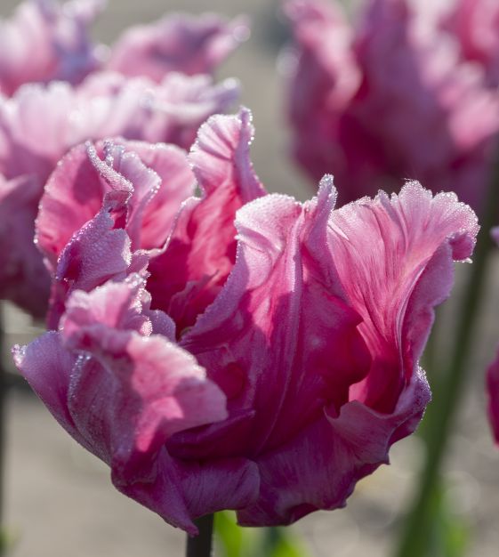 Flamingo Queen Tulip Bulbs