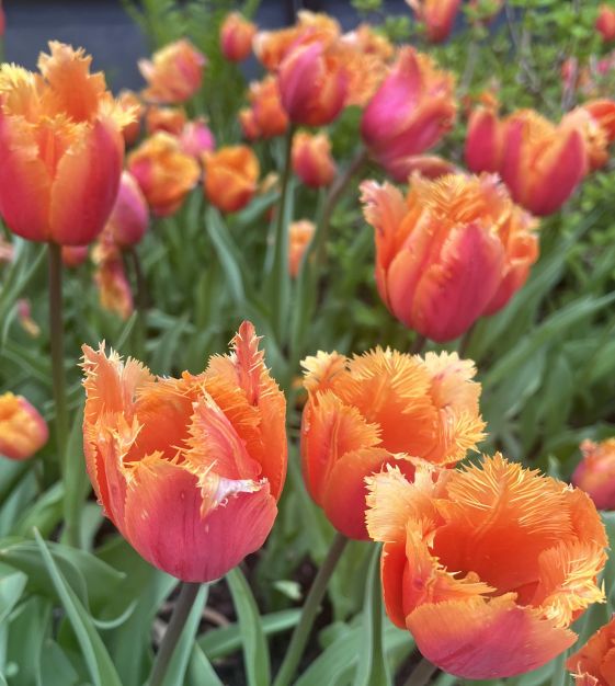 Lambada Tulip Bulbs