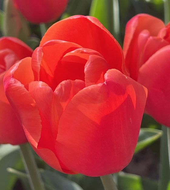 Orange Juice Tulip Bulbs