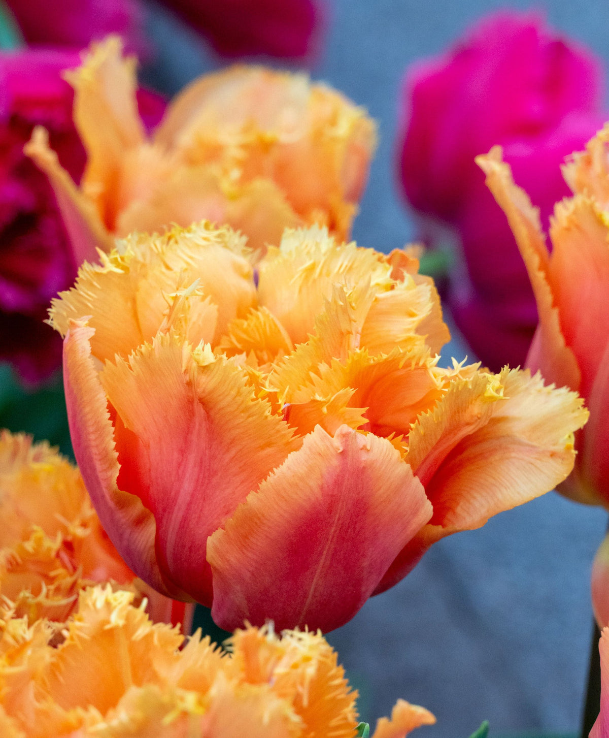 Orange Passion Tulip Bulbs