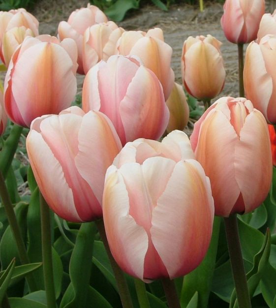 Salmon Impression Tulip Bulbs