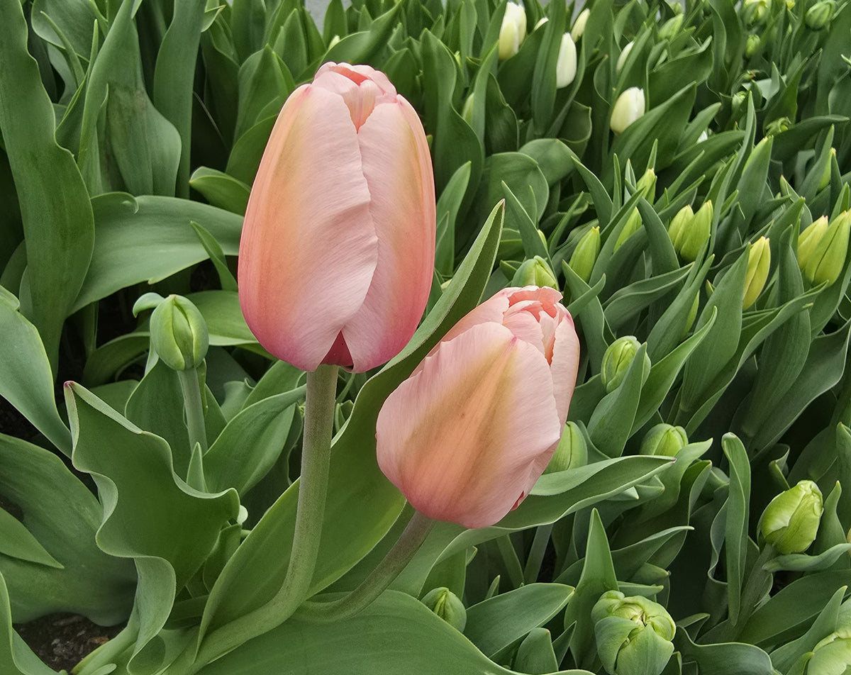 Salmon Impression Tulip Bulbs
