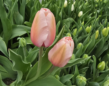 Salmon Impression Tulip Bulbs