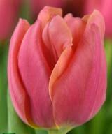 Salmon Symbiose Tulip Bulbs