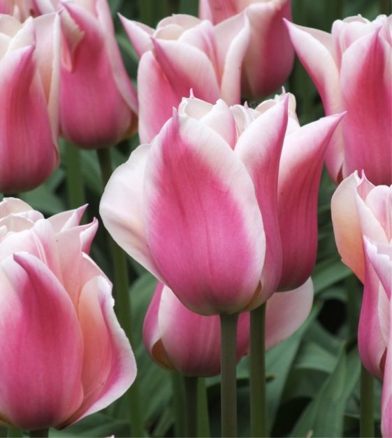Sanne Tulip Bulbs
