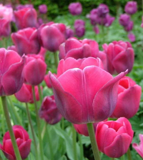Topkapi Tulip Bulbs