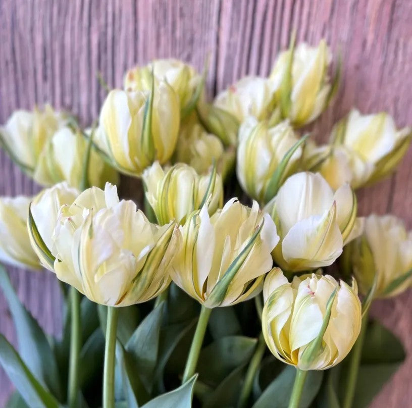 White Valley Tulip Bulbs