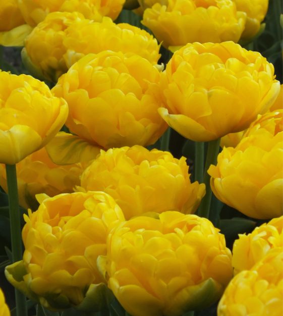 Yellow Pomponette Tulip Bulbs
