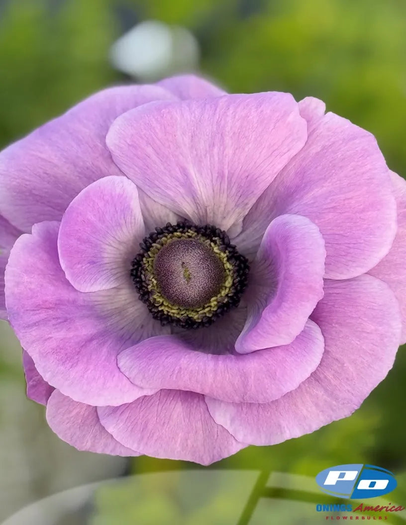 Mistral Plus Milka Anemone