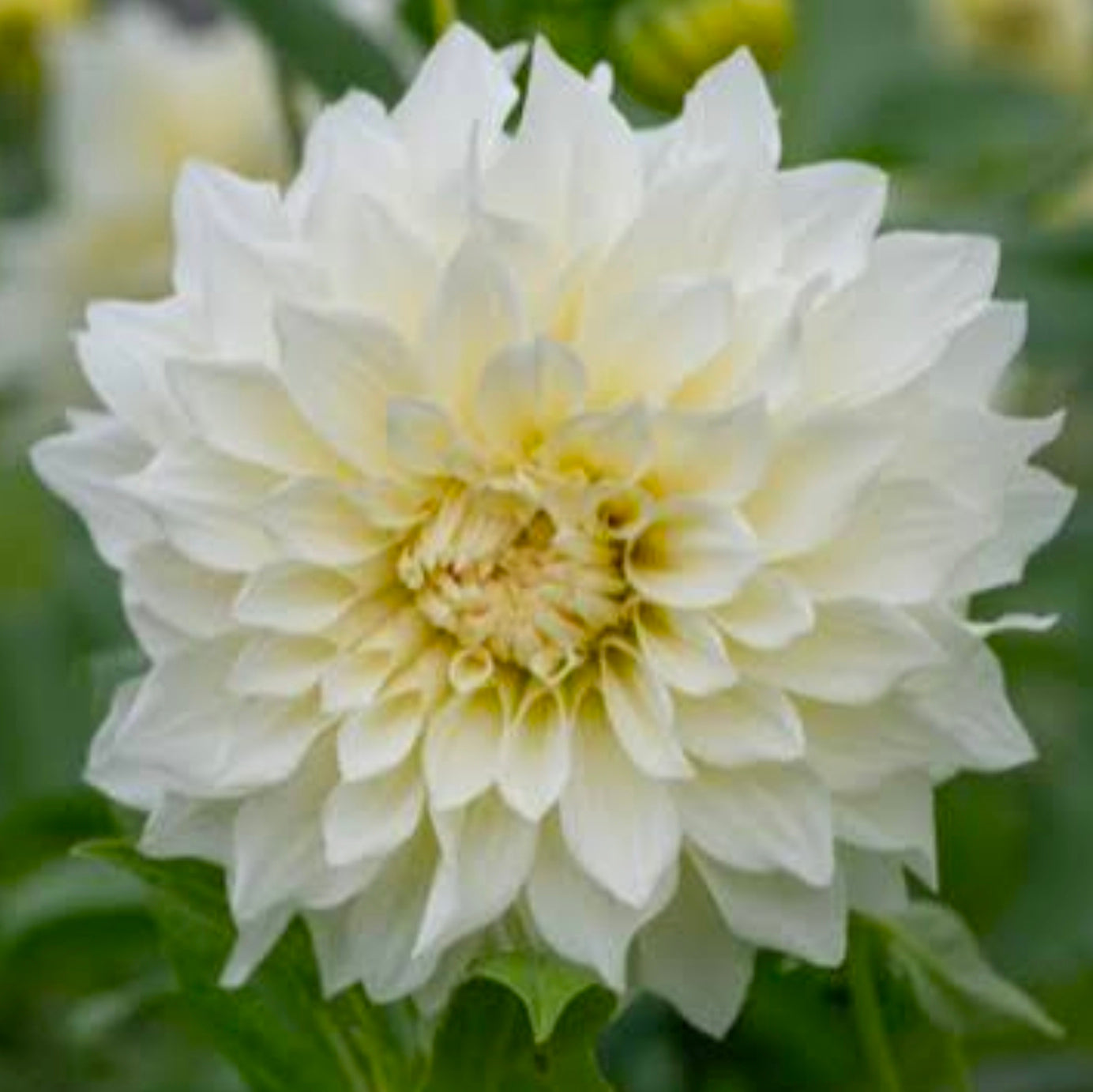 Cafe au Lait Supreme