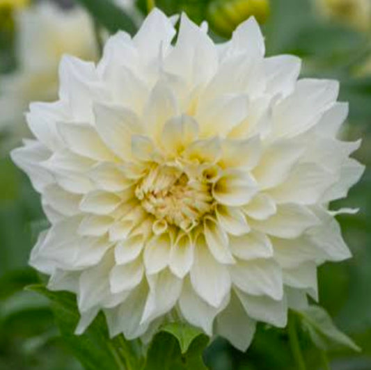 Cafe au Lait Supreme