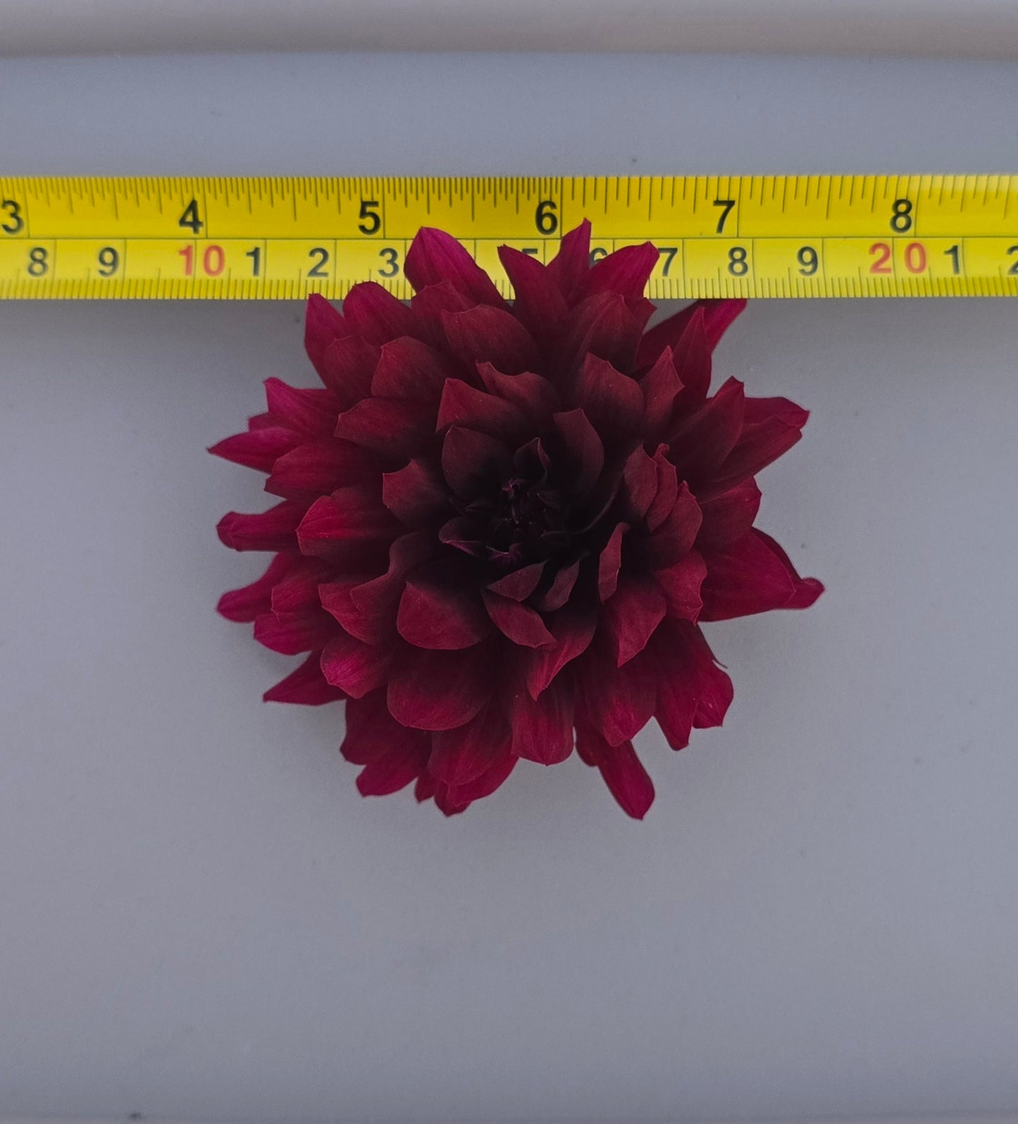 Hollyhill Black Beauty