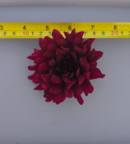 Hollyhill Black Beauty