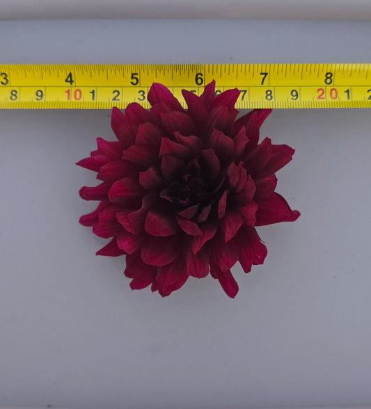 Hollyhill Black Beauty