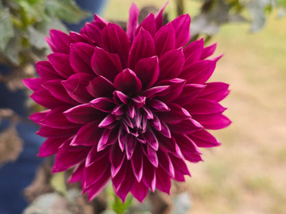 Hollyhill Black Beauty