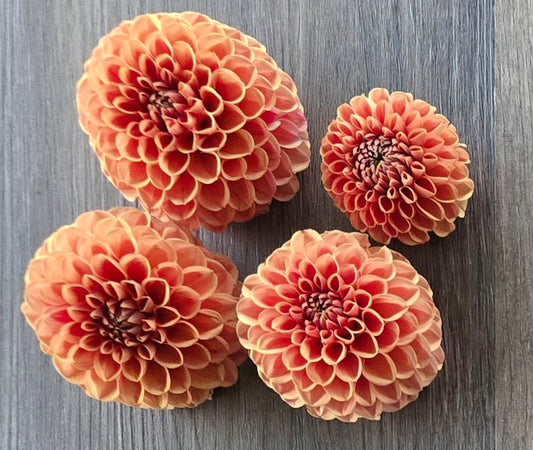 Cornel Bronze BULK (5)