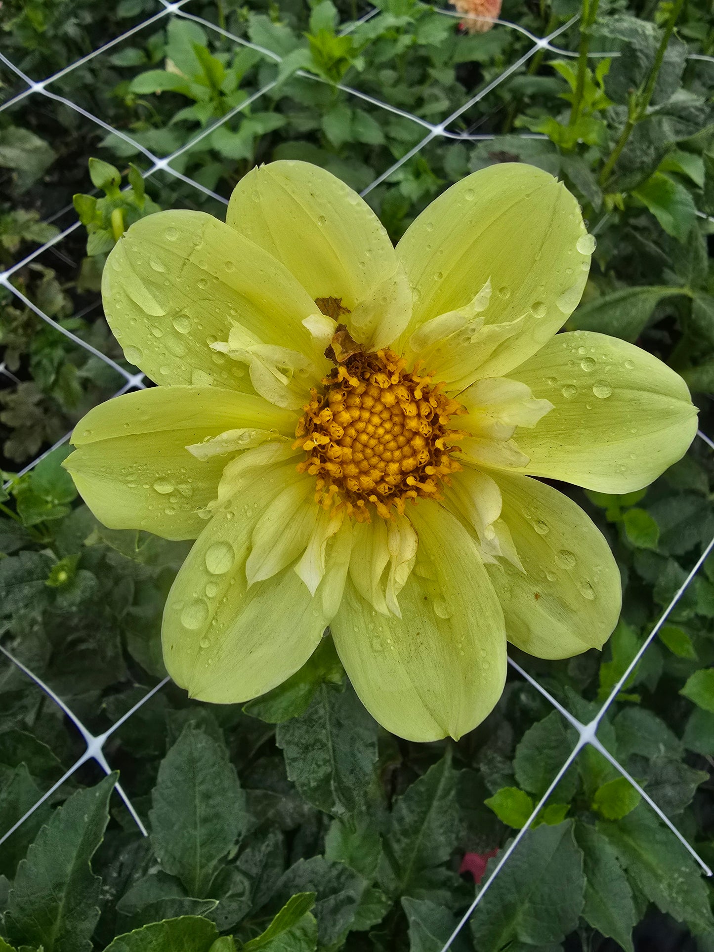 Ferncliff Lemon Kiss