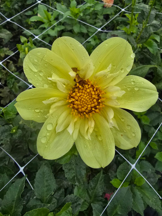 Ferncliff Lemon Kiss