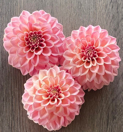 Rock Run Ashley BULK (5)